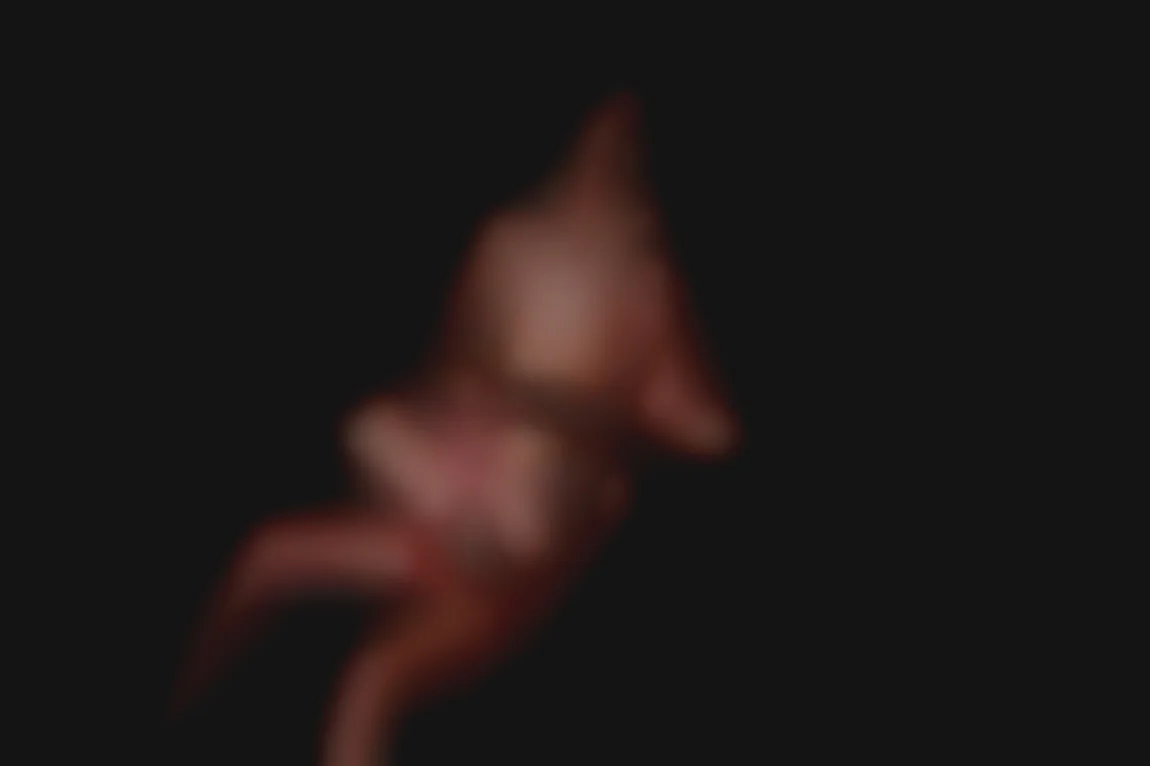 女性之間的激情快感探索
